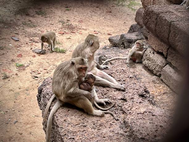 istock Thailand- Lopburi- Phra Prang Sam Yod ( Monkey temple) 2178712354