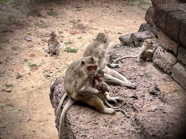 Thailand- Lopburi- Phra Prang Sam Yod ( Monkey temple)