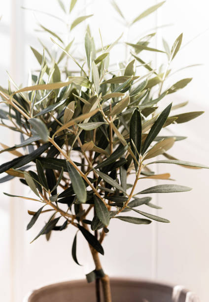 istock The young olive tree in front of a white background 2178712458
