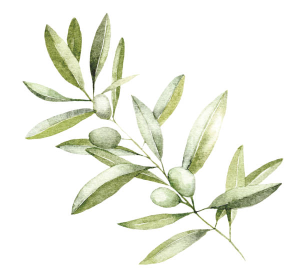 istock Elegant Watercolor Olive Branch, Botanical Illustration, Nature-Inspired Art 2178712709