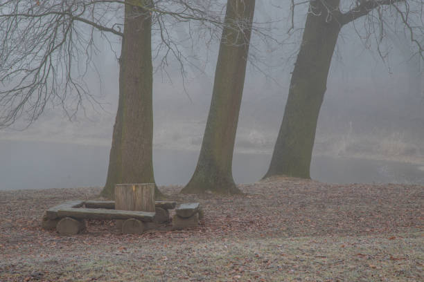 Tree trunk benches by the water. There is fog around