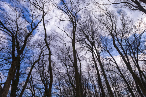 istock Crown of a large tree with branches. View from below. Blue sky shining through. 2178714622