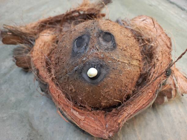 istock A funny coconut face. Fresh coconut 2178714655