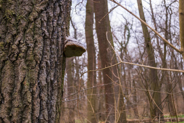 A big tree. A parasitic fungus grows on its bark