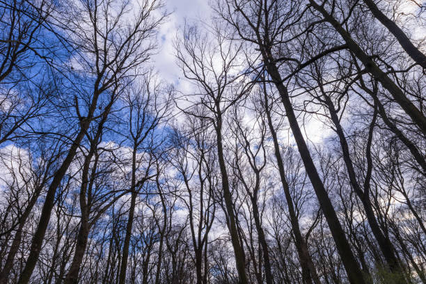 Crown of a large tree with branches. View from below. Blue sky shining through