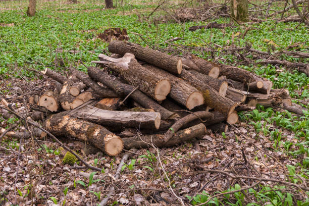 Fallen trees in the forest are cut down for logging