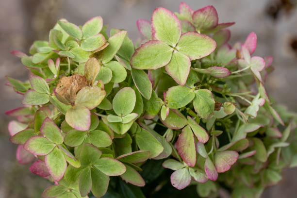 istock Beautiful flower of the paniculate hydrangea Metallica 2178715932