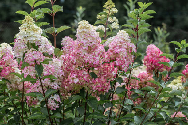 istock Hydrangea paniculata sort Fraise Melba hydrangea with pink flowers blooms in the garden in summer 2178716320