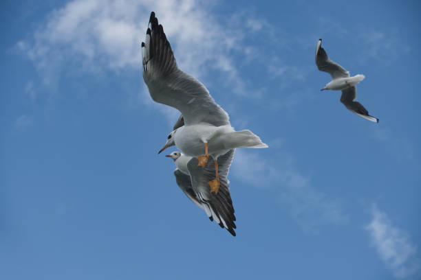Seagulls flying against a bright blue sky with fluffy clouds, symbolizing freedom and tranquility in a natural aerial scene.