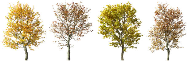 istock Seasonal autumn trees set cutout white backgrounds 3d render 2178717522