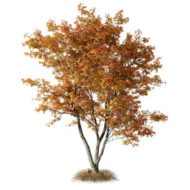 istock Cut out autumn tree yellow and orange foliage on grass 3d rendering 2178717525
