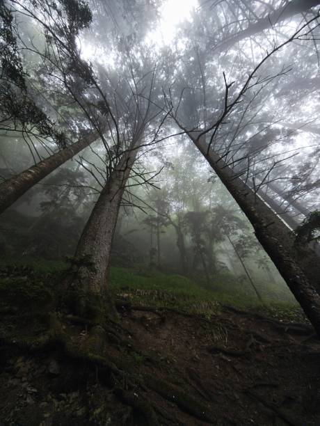 istock Beautiful forest landscape. Tall coniferous trees in a thick fog. 2178718351