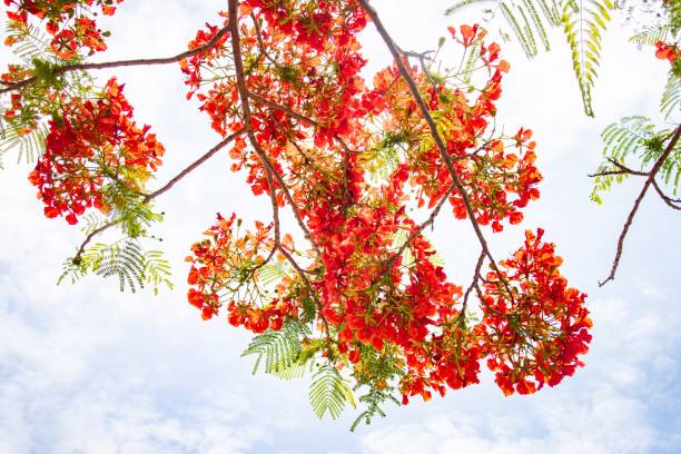 istock Vibrant Flame Tree in Full Bloom Against a Blue Sky 2178719254