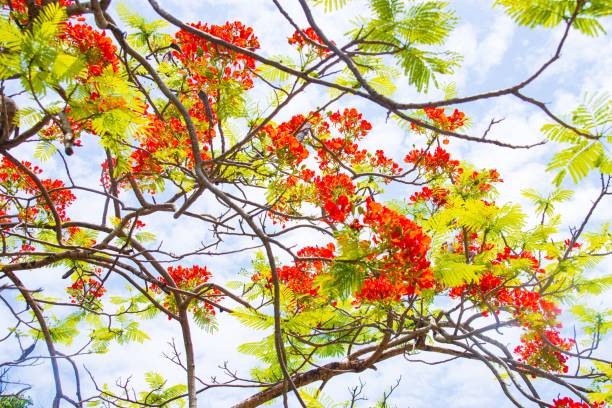 istock Vibrant Flame Tree in Full Bloom Against a Blue Sky 2178719959