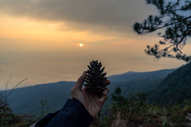 A tourist's hand holding a pine cone with a mountain peak in the background