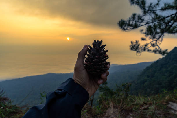 A tourist's hand holding a pine cone with a mountain peak in the background