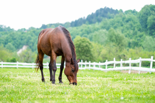 istock a beautiful horse is grazing in the meadow 2178721721