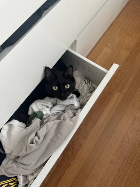 istock Black cat hiding in a drawer 2178722125