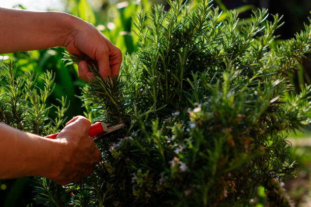 istock Female hands cutting rosemary branches in the yard 2178722266