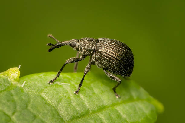 istock Side view on a tiny black weevil on a leaf and a blurred green background and copy space 2178722451