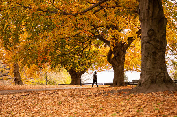Brooklyn New York, USA - November 21, 2023: Autumn in Owl's Head Park, Bay Ridge, Brooklyn, New York. One man walking on the background