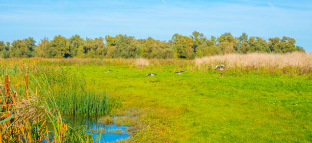 Birds flying along a lake in a sunny autumn,  Almere, Flevoland, The Netherlands, October 15, 2024