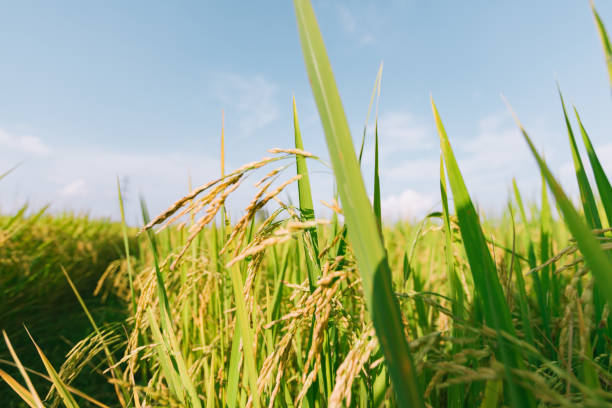 istock Rice field in Thailand. 2178722934