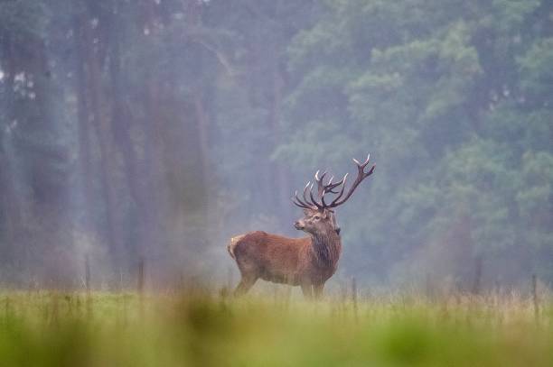istock Red deer stag rutting  bellowing antlers visible 2178723929
