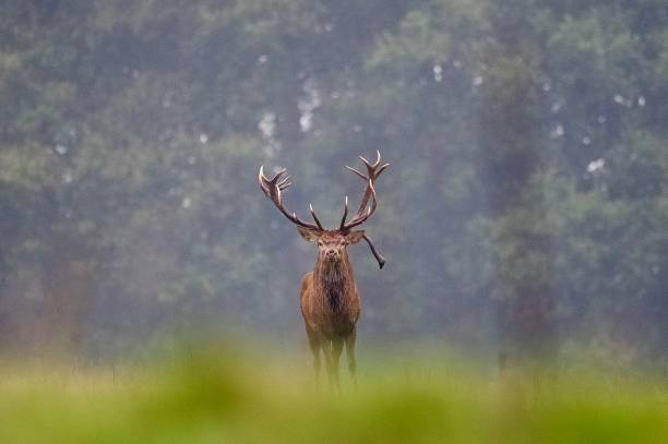 istock Red deer stag rutting  bellowing antlers visible 2178723981