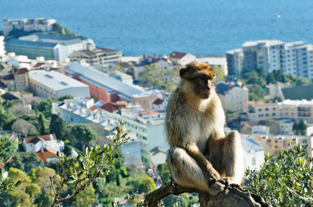 Monkey with serious look