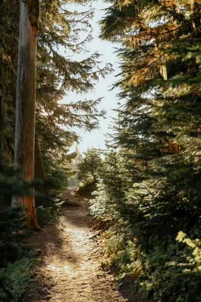 istock Mt. Hood National Forest 2178724847