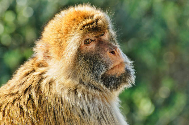 A monkey with a brown face and long hair is looking at the camera. The image has a calm and peaceful mood, as the monkey appears to be content and relaxed