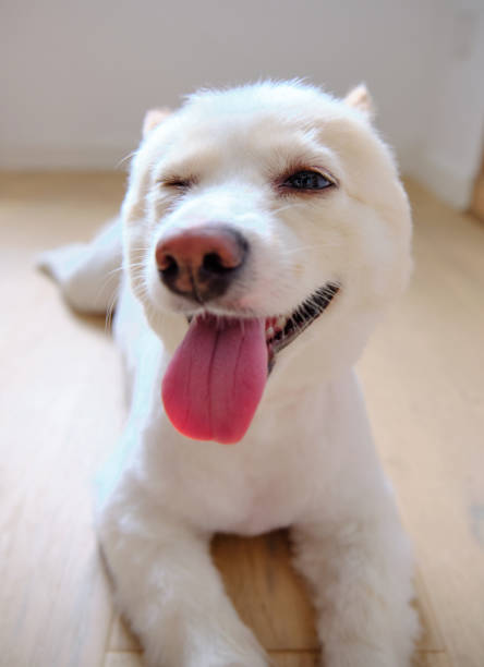 This is a close-up of a white dog with its tongue out and one eye winking, conveying a playful and joyful expression. The atmosphere of the image is lighthearted and happy. The photographer uses a low angle to highlight the dog's facial details and captures the scene with natural lighting, giving the image a fresh and natural feel, exuding warmth and harmony.