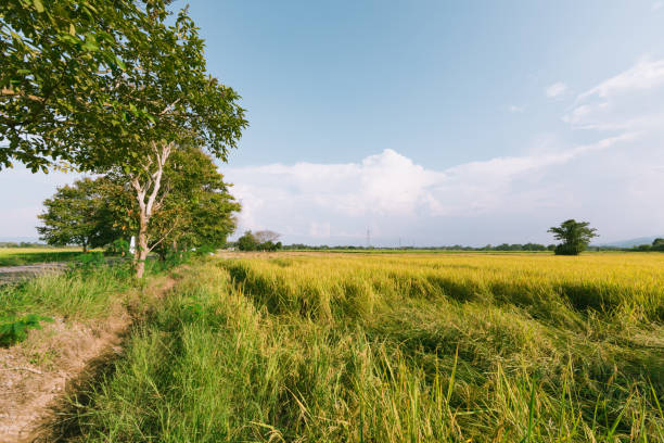 istock Rice field in Thailand. 2178725433
