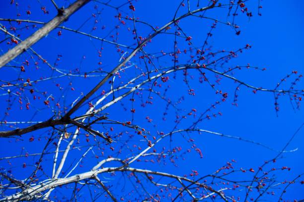 Shrub branches with red berries against blue sky
