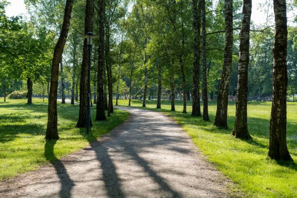 istock Serene park pathway lined with tall trees casting shadows on a sunny day 2178725859