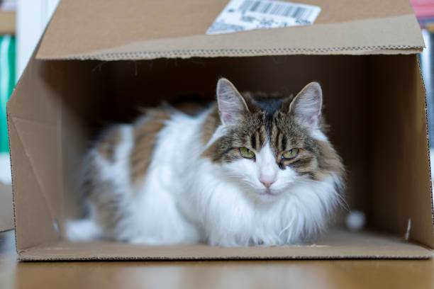 istock Fluffy cat relaxing inside a cardboard box at home 2178725895