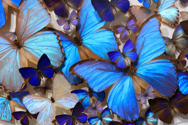 istock Collection Butterflies 2178725999