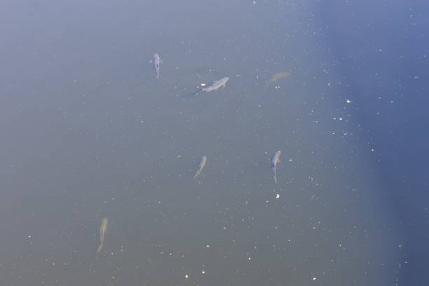 Big fish swim underwater in the dam