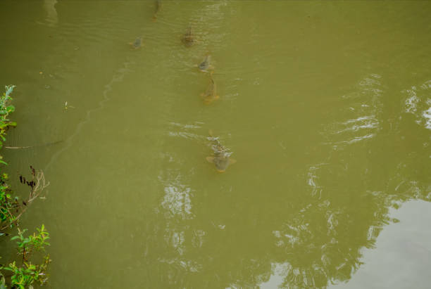 carp swimming in rows in muddy water.