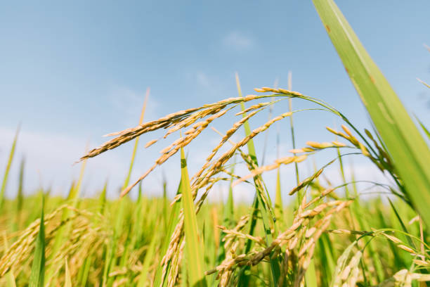 istock Rice field in Thailand. 2178726335