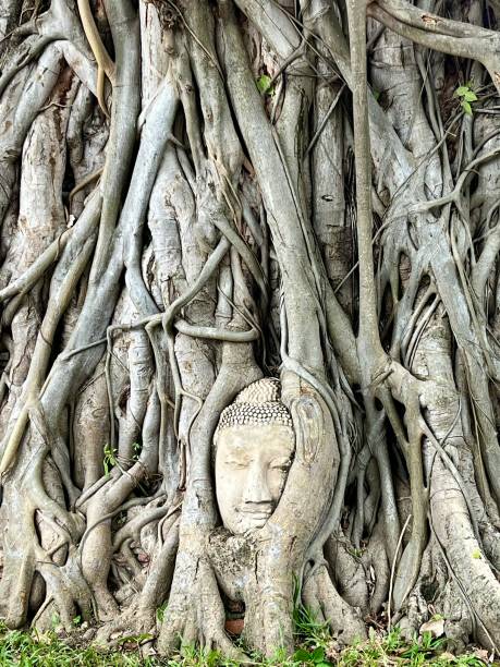 Thailand - Ayutthaya - Wat Mahathat. It’s a buddhist temple, called also temple of the great relic