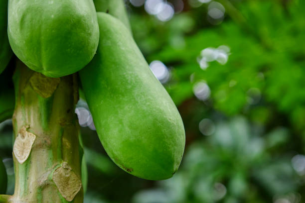 Fresh green papaya hanging on tree
