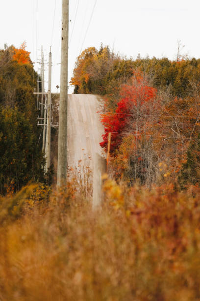 A beautiful scenic shot of a maple trees and telephone poles along a hilly,  country road  in autumn. Shot with a Canon 5D Mark IV.