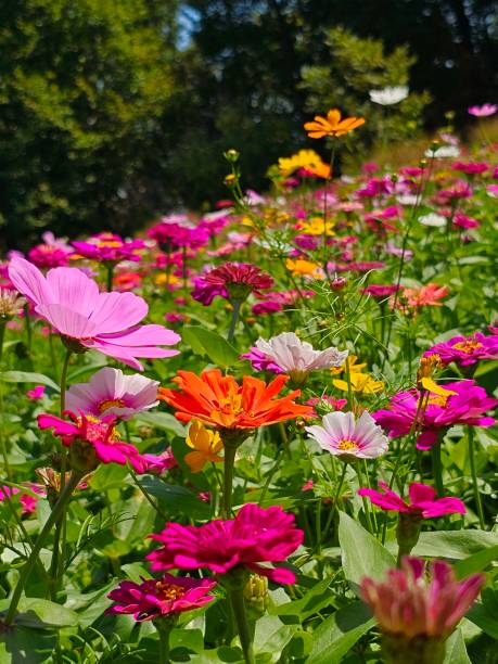 Field of Flowers