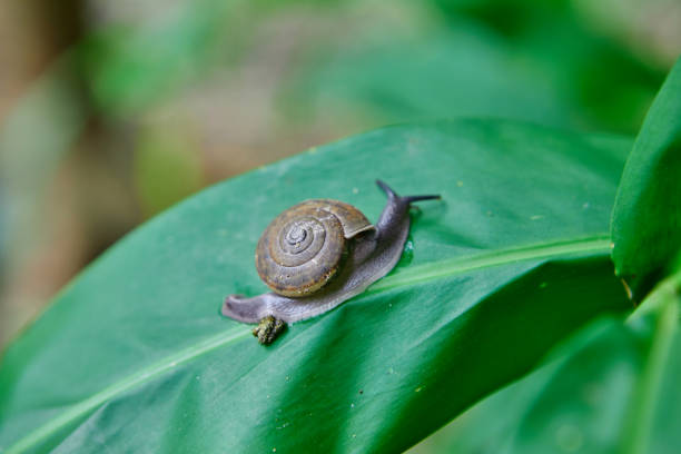 Close-up of snail on leaves