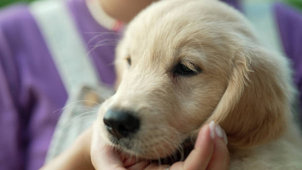 istock Tiny Pedigreed Golden Retriever Puppy On Owners Hands, Pets 2178728270