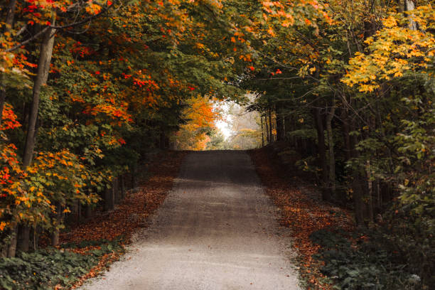 A beautiful scenic shot of maple trees along a hilly,  country road  in autumn. Shot with a Canon 5D Mark IV.
