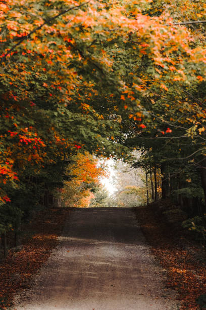 A beautiful scenic shot of maple trees along a hilly,  country road  in autumn. Shot with a Canon 5D Mark IV.