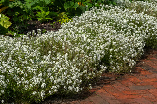istock Lobularia maritima 'Carpet of Snow' 2178729017